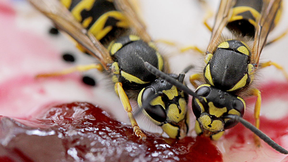 Bumper wasp season mild winter News and Blog image Bumper wasp season mild winter News and Blog image